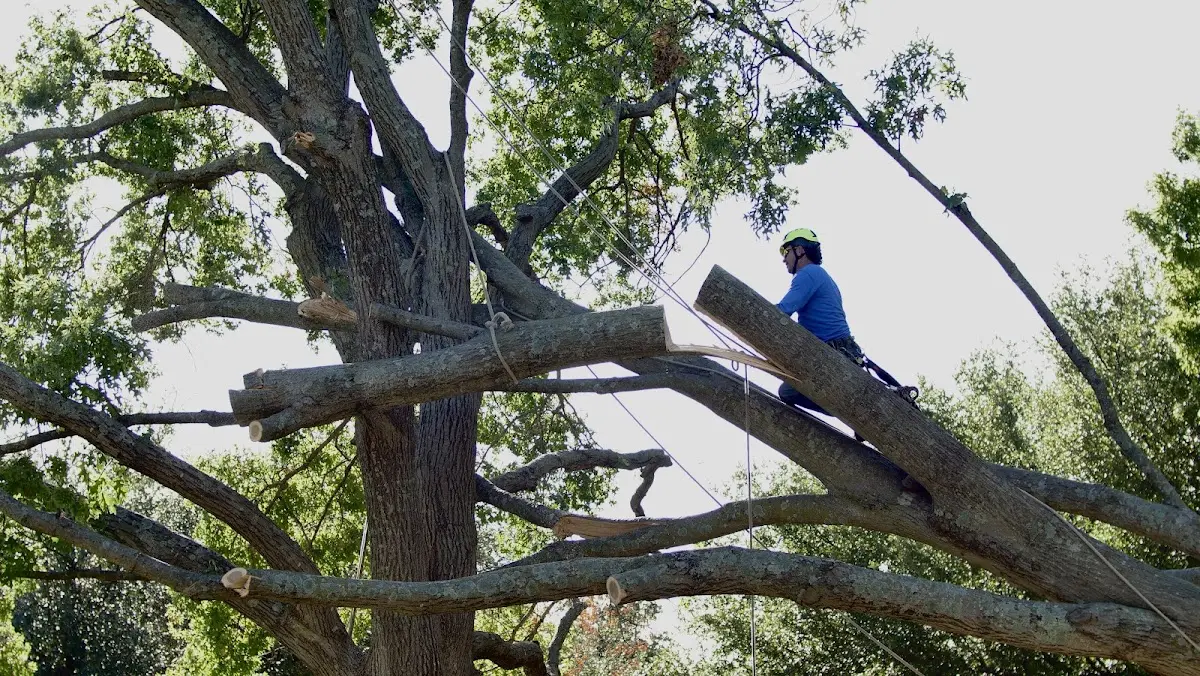 Professional Hazardous Tree Removal performed by certified arborists in Aneth
