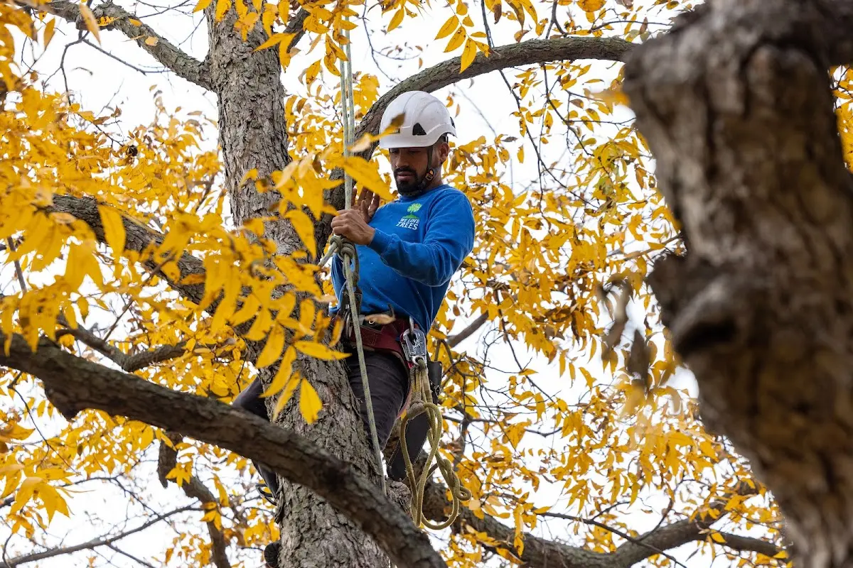 Skilled Tree Planing crew working in Aneth